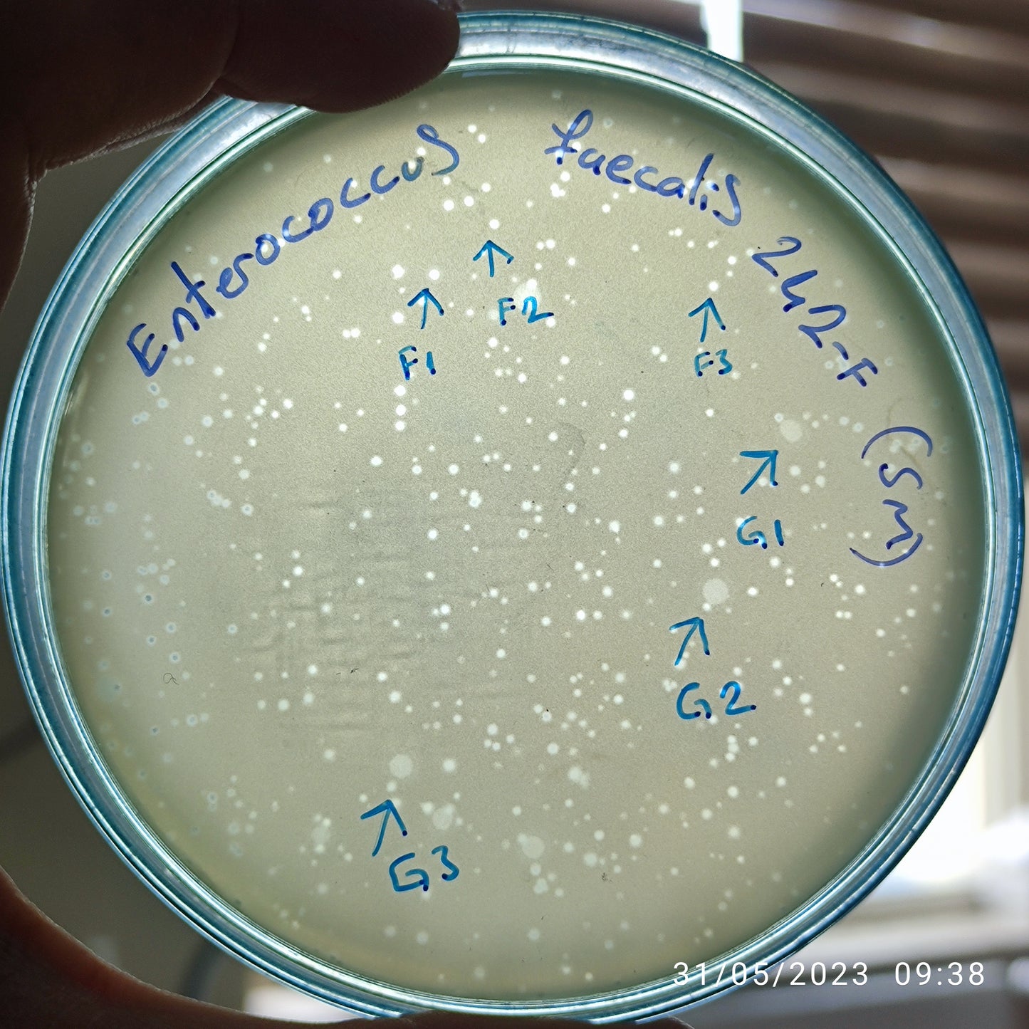 Enterococcus faecalis bacteriophage 110242G