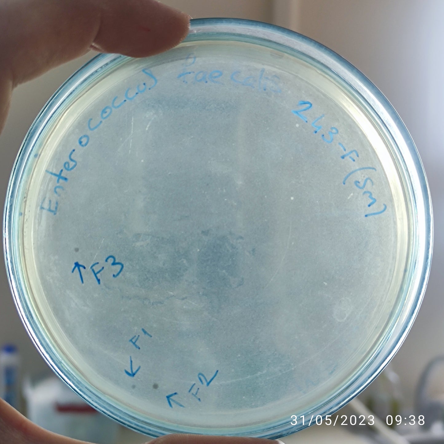 Enterococcus faecalis bacteriophage 110243F
