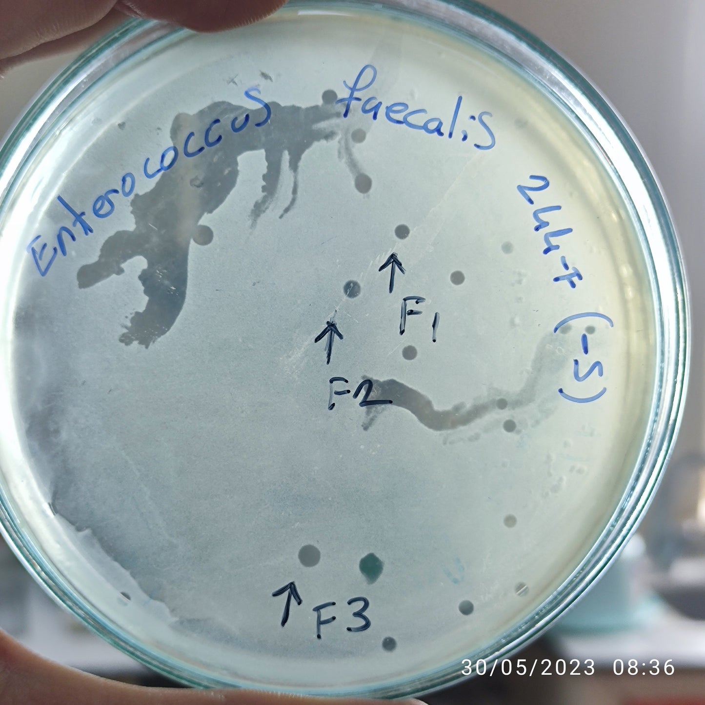 Enterococcus faecalis bacteriophage 110244F