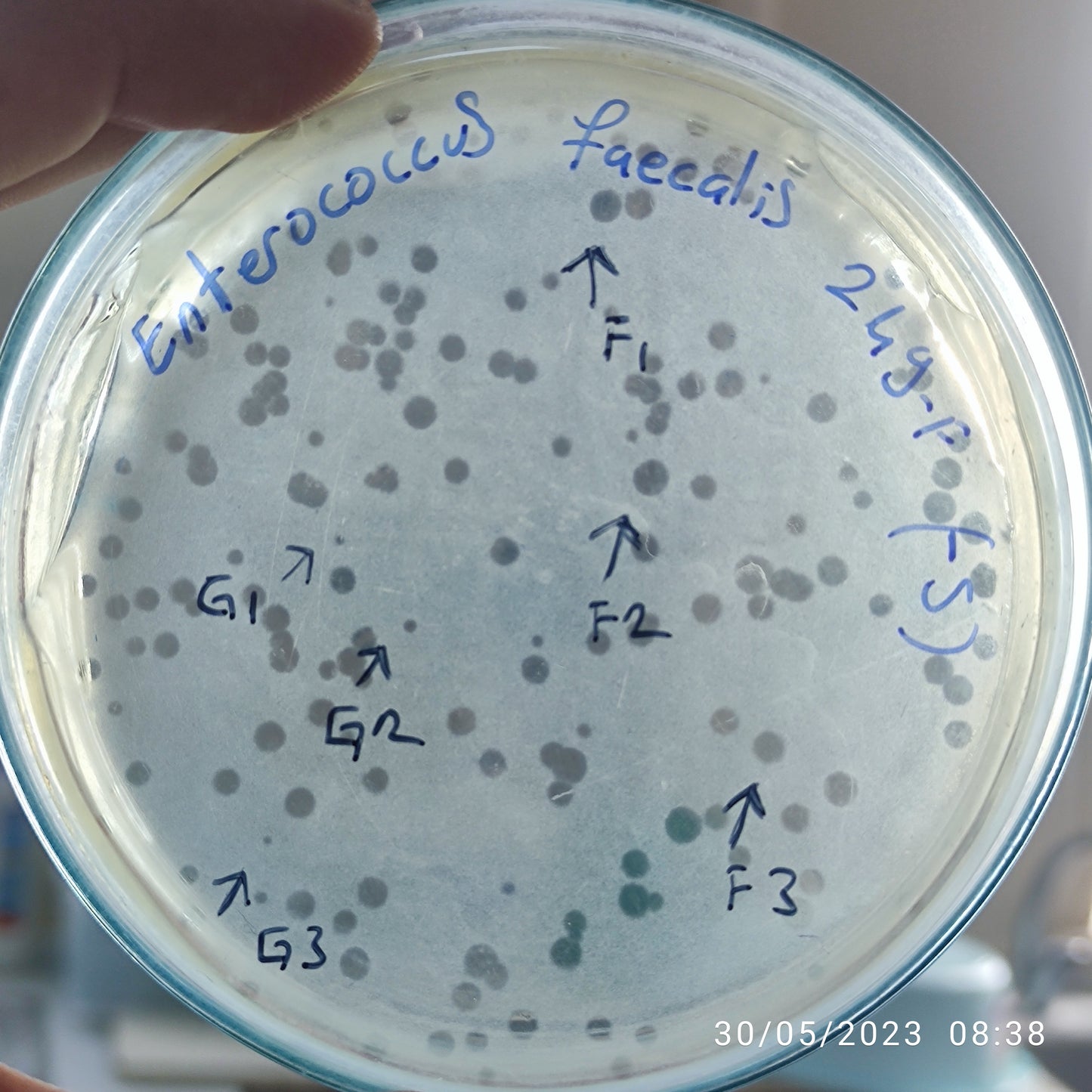 Enterococcus faecalis bacteriophage 110249G