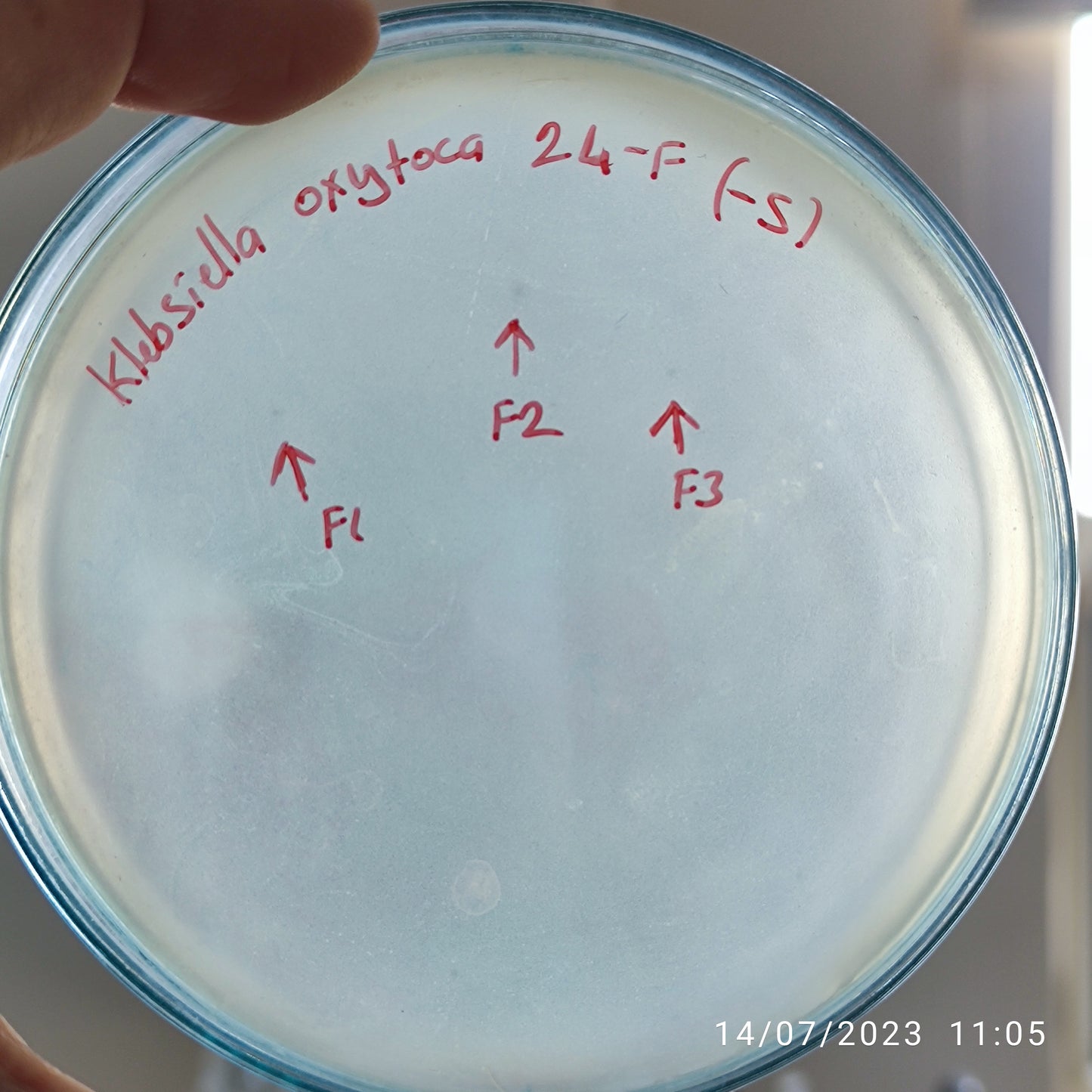 Klebsiella oxytoca bacteriophage 188024F