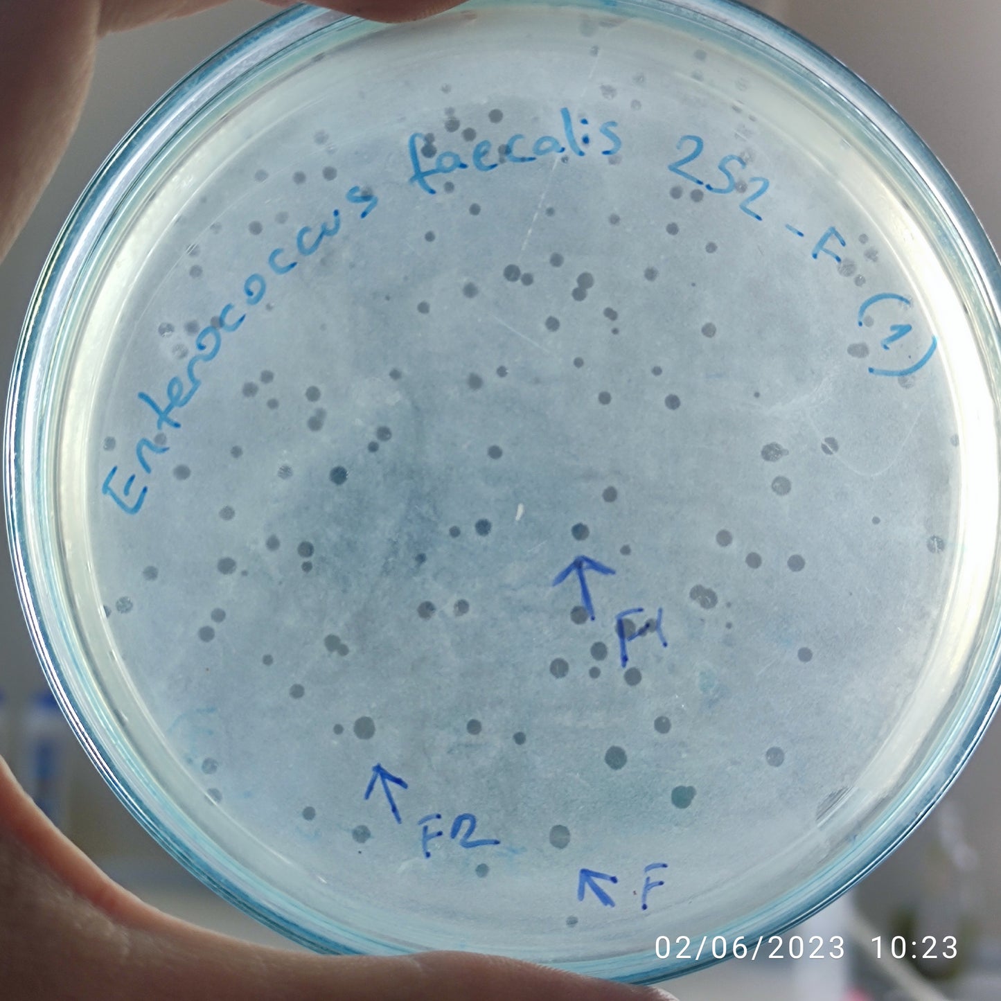 Enterococcus faecalis bacteriophage 110252F