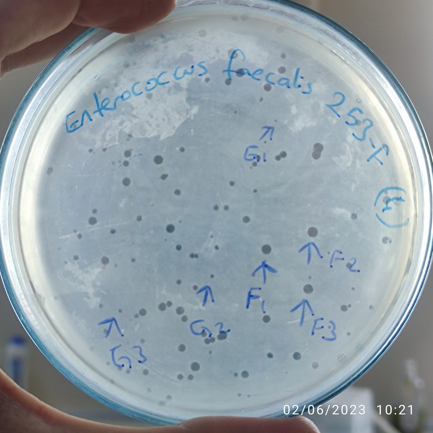 Enterococcus faecalis bacteriophage 110253F