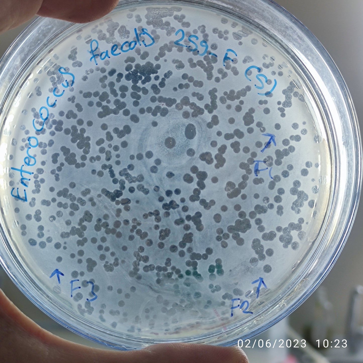 Enterococcus faecalis bacteriophage 110259F