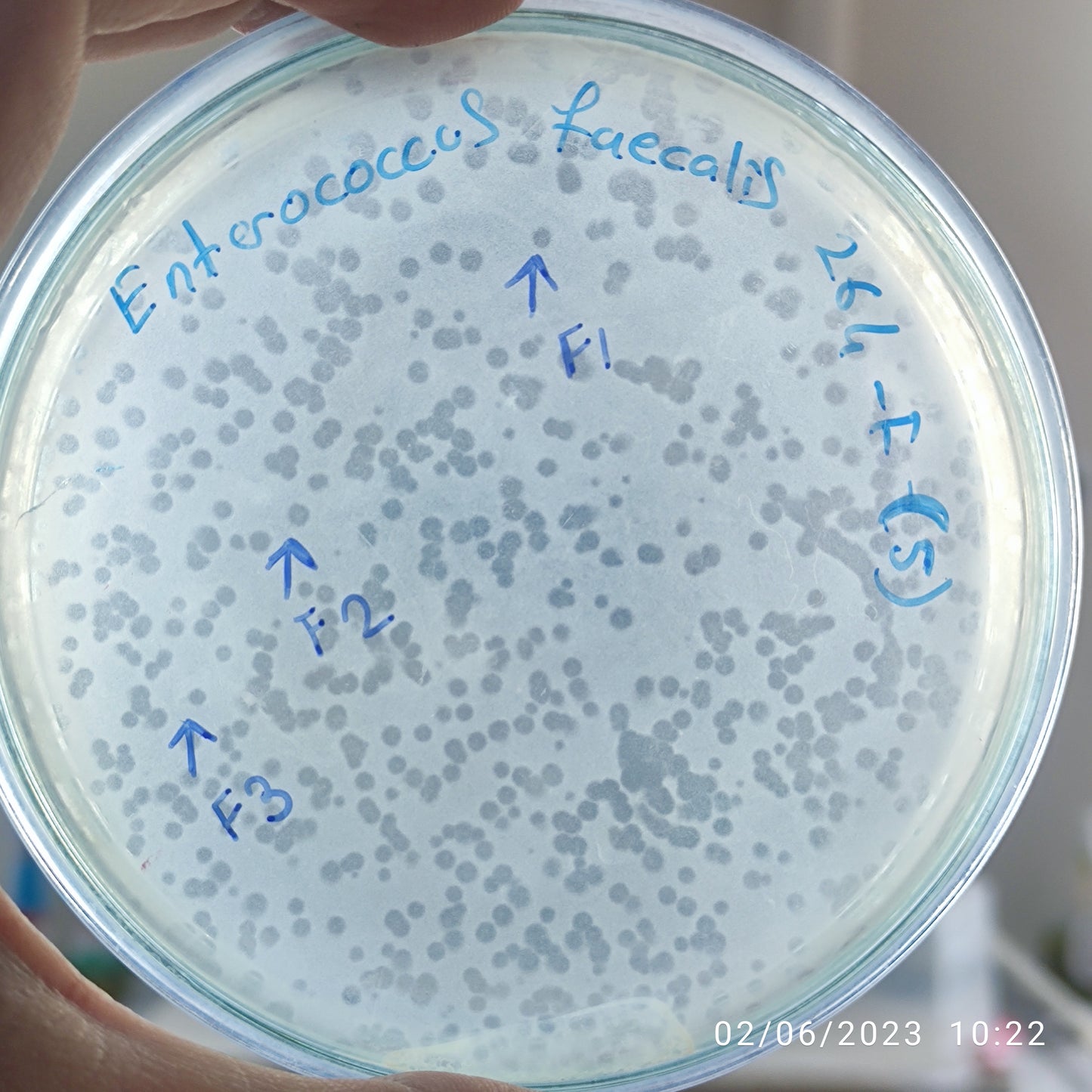 Enterococcus faecalis bacteriophage 110264F