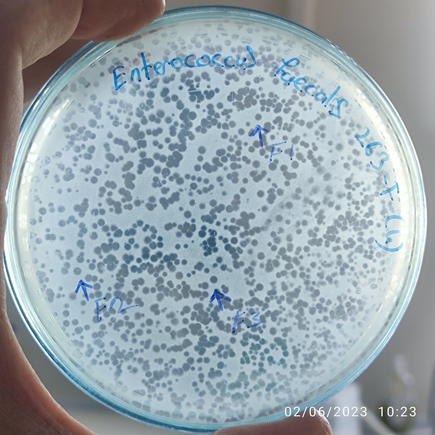 Enterococcus faecalis bacteriophage 110263F
