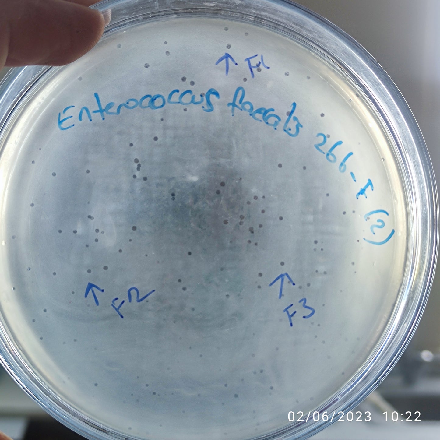 Enterococcus faecalis bacteriophage 110266F