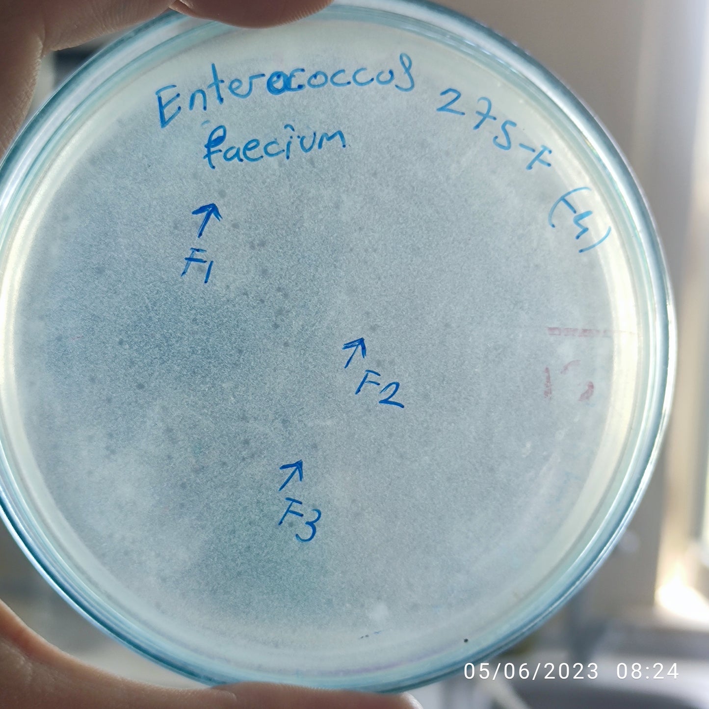 Enterococcus faecium bacteriophage 110275F