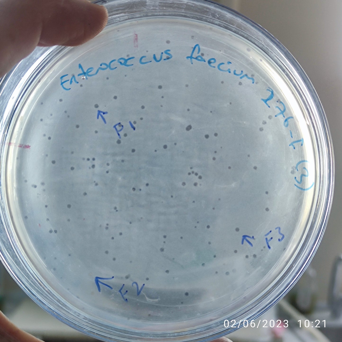 Enterococcus faecium bacteriophage 110276F