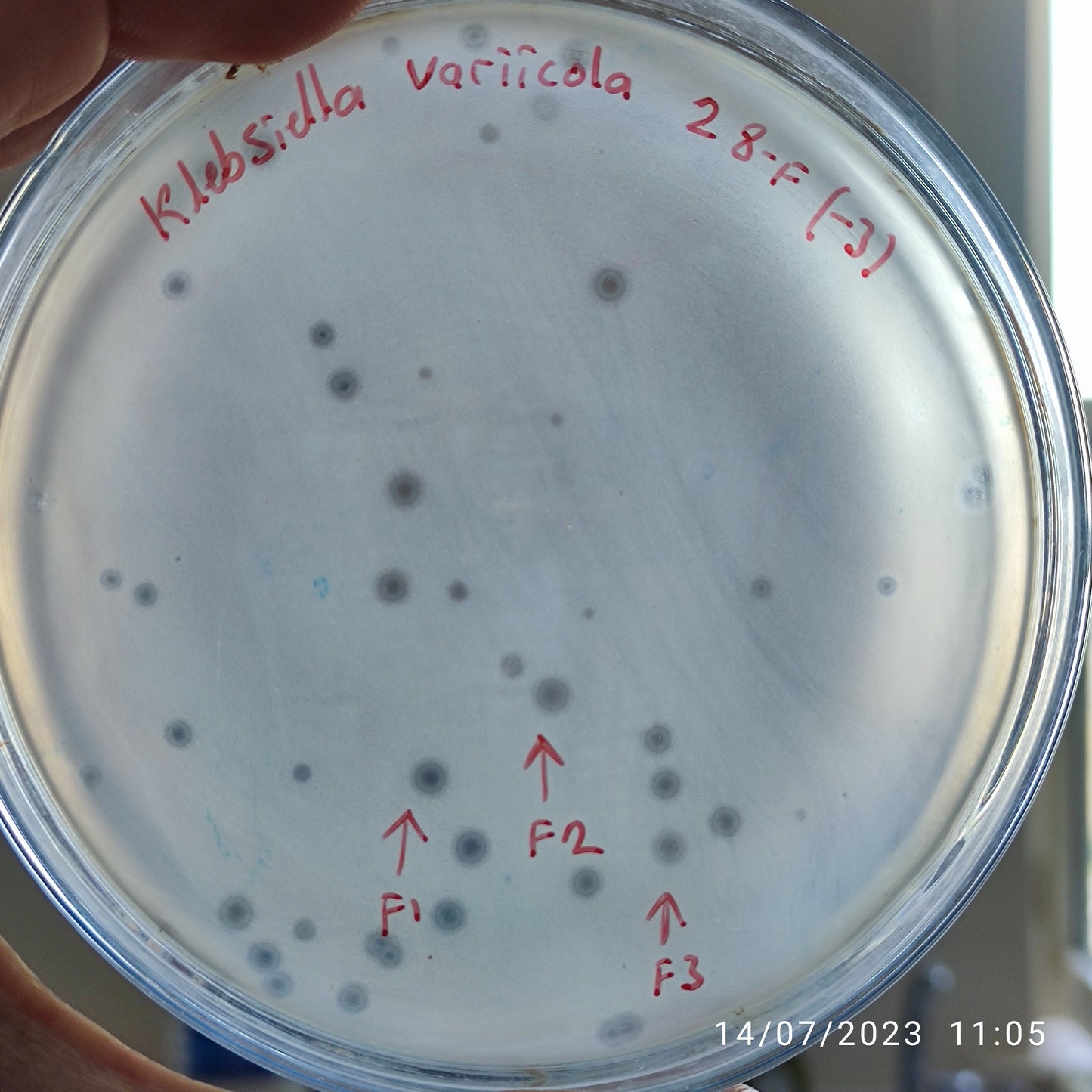 Klebsiella variicola bacteriophage 188028F