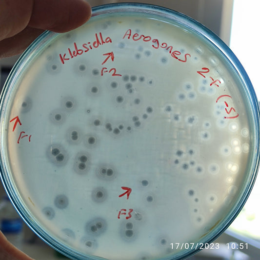 Klebsiella aerogenes bacteriophage 188002F