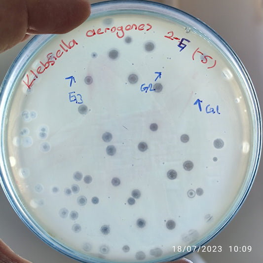 Klebsiella aerogenes bacteriophage 188002G