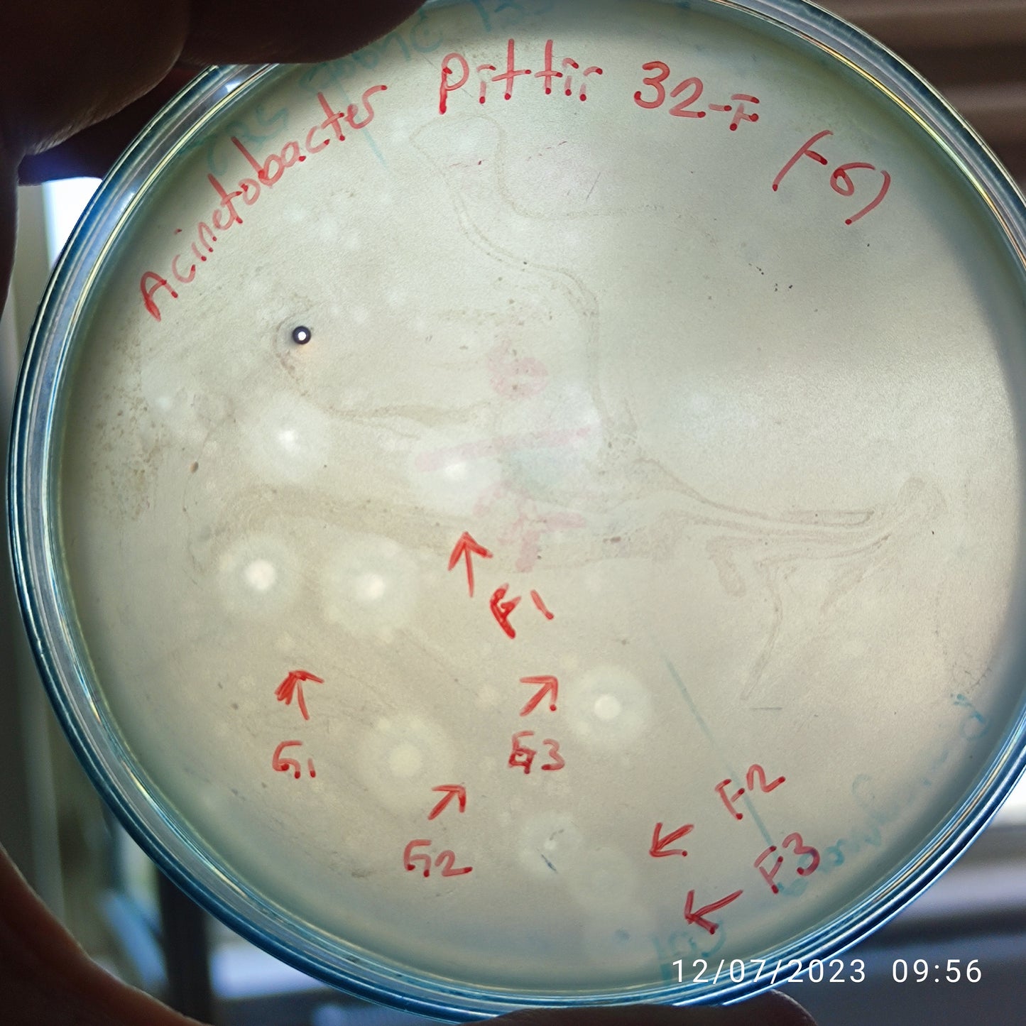 Acinetobacter pittii bacteriophage 128032F