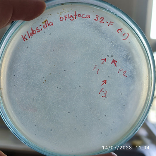 Klebsiella oxytoca bacteriophage 188032F