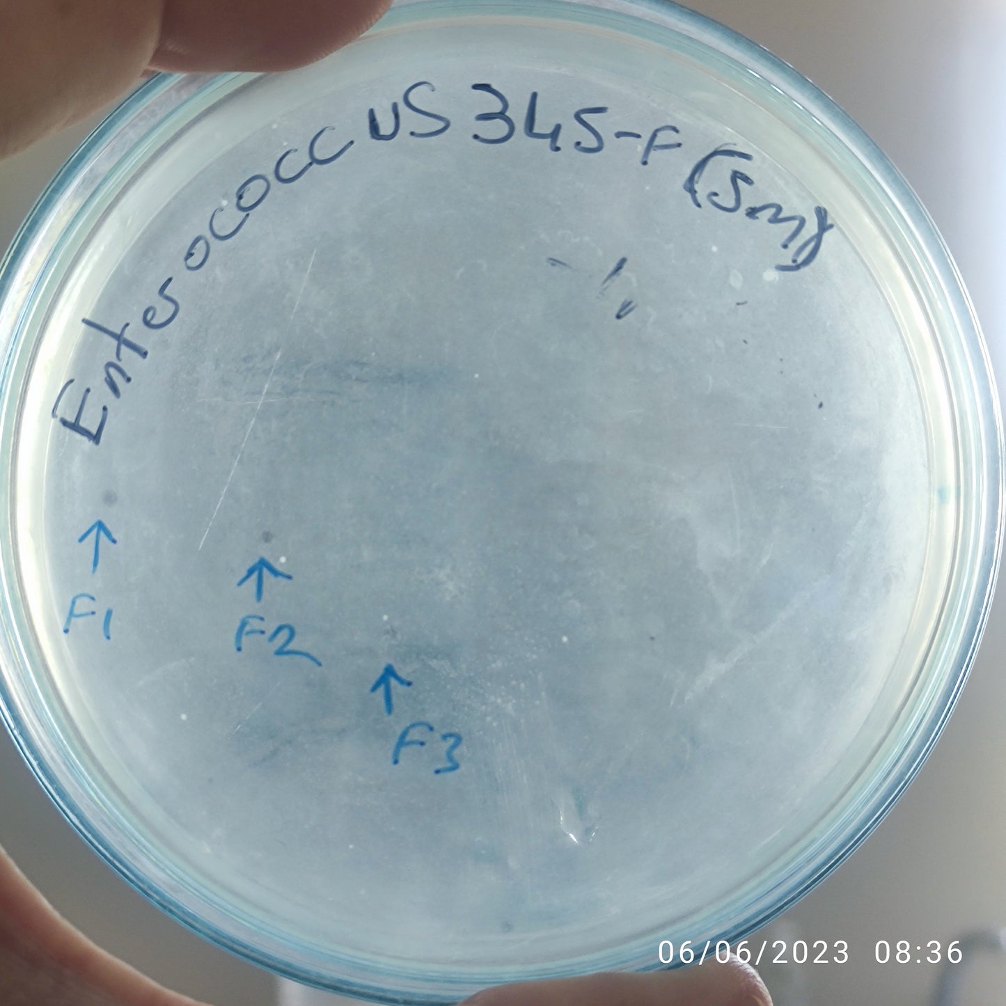 Enterococcus faecalis bacteriophage 110345F