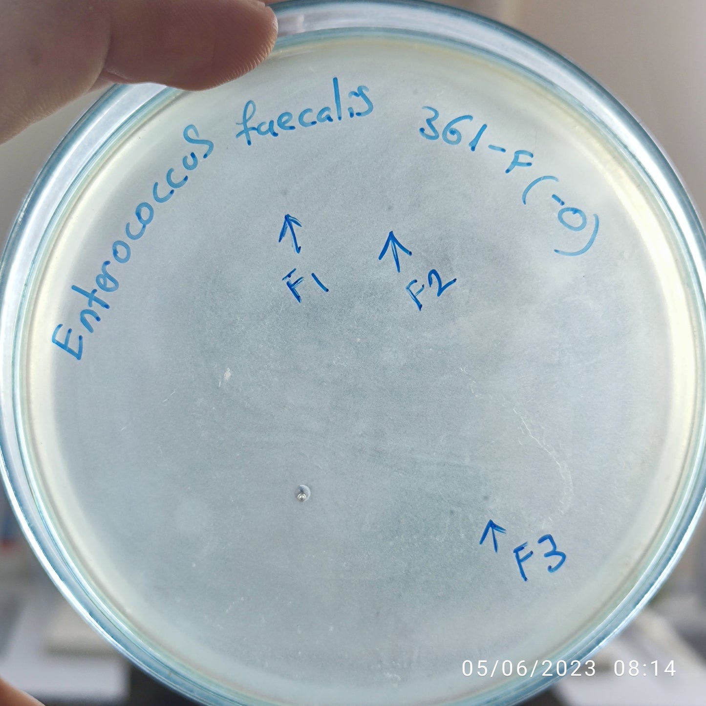 Enterococcus faecalis bacteriophage 110361F