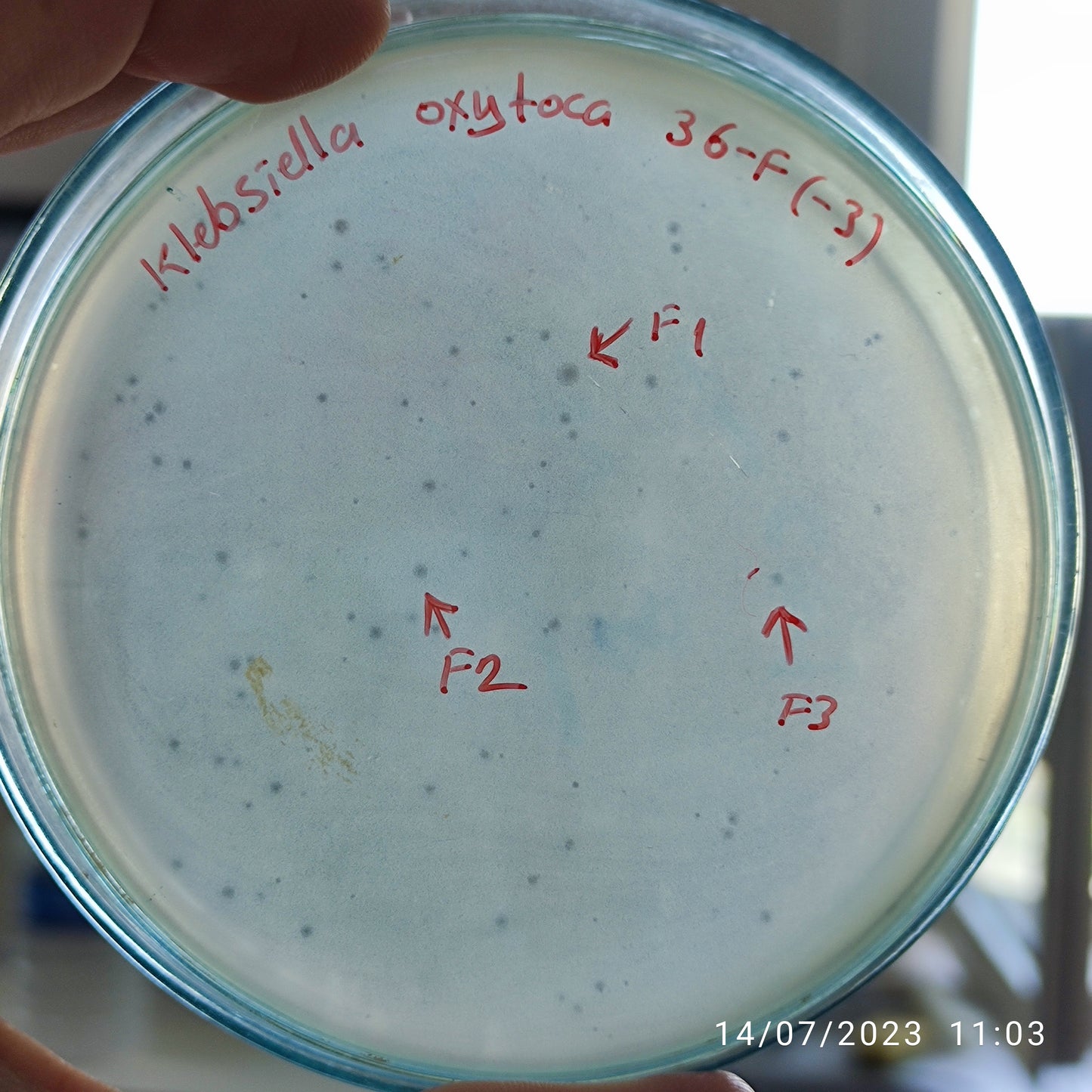 Klebsiella oxytoca bacteriophage 188036F