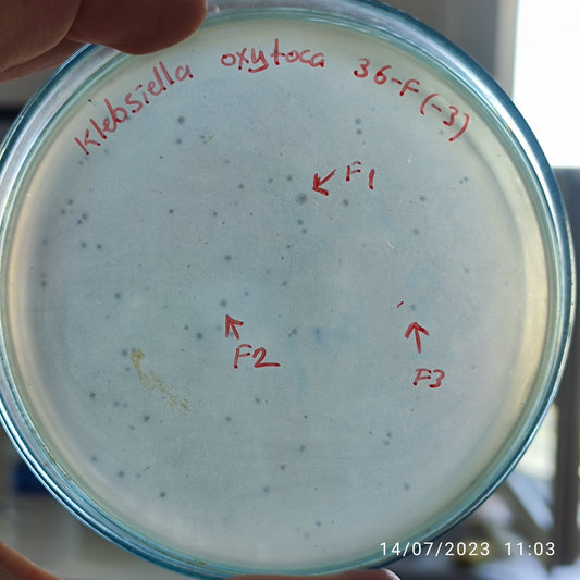 Klebsiella oxytoca bacteriophage 188036F