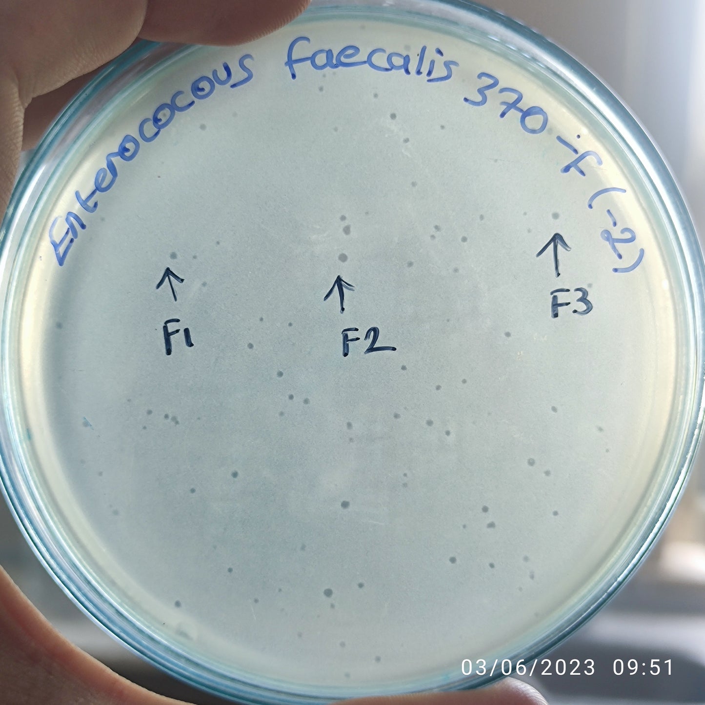 Enterococcus faecalis bacteriophage 1103370F