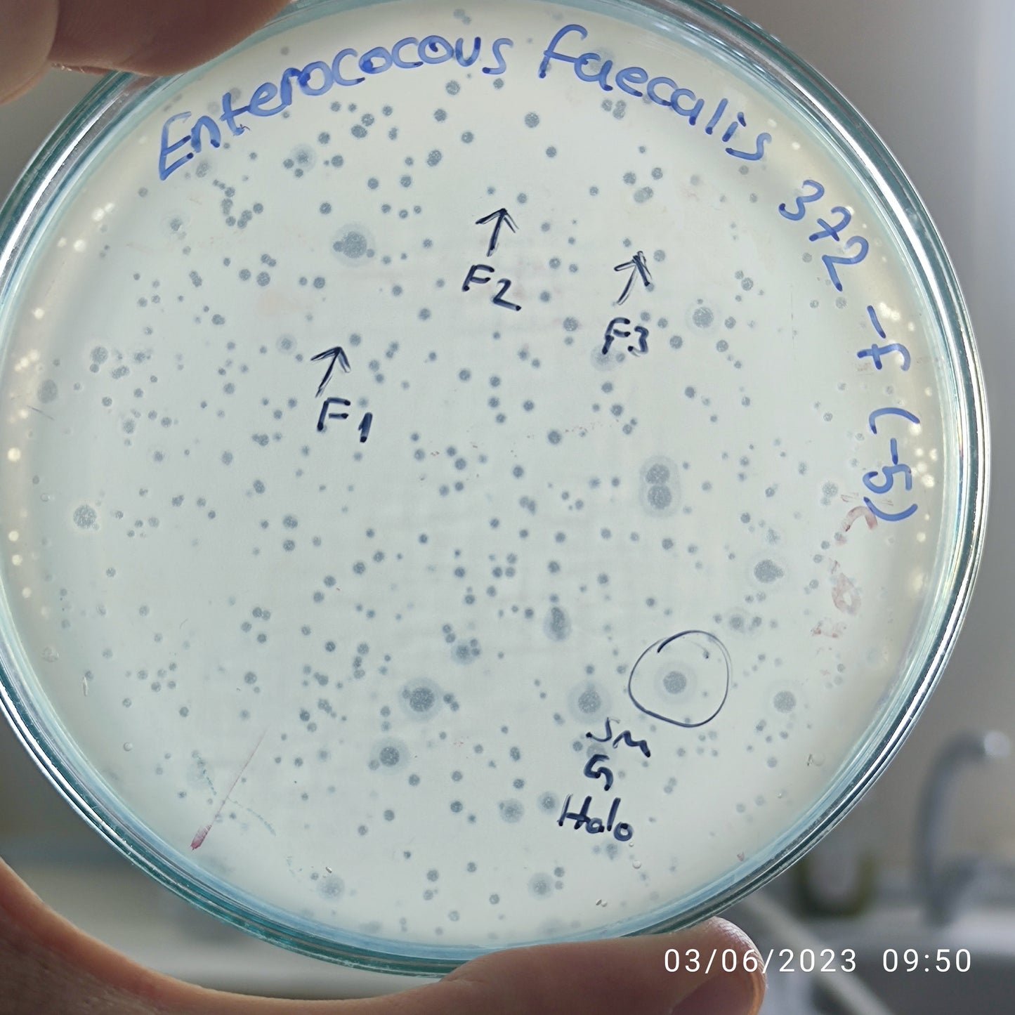 Enterococcus faecalis bacteriophage 110372G