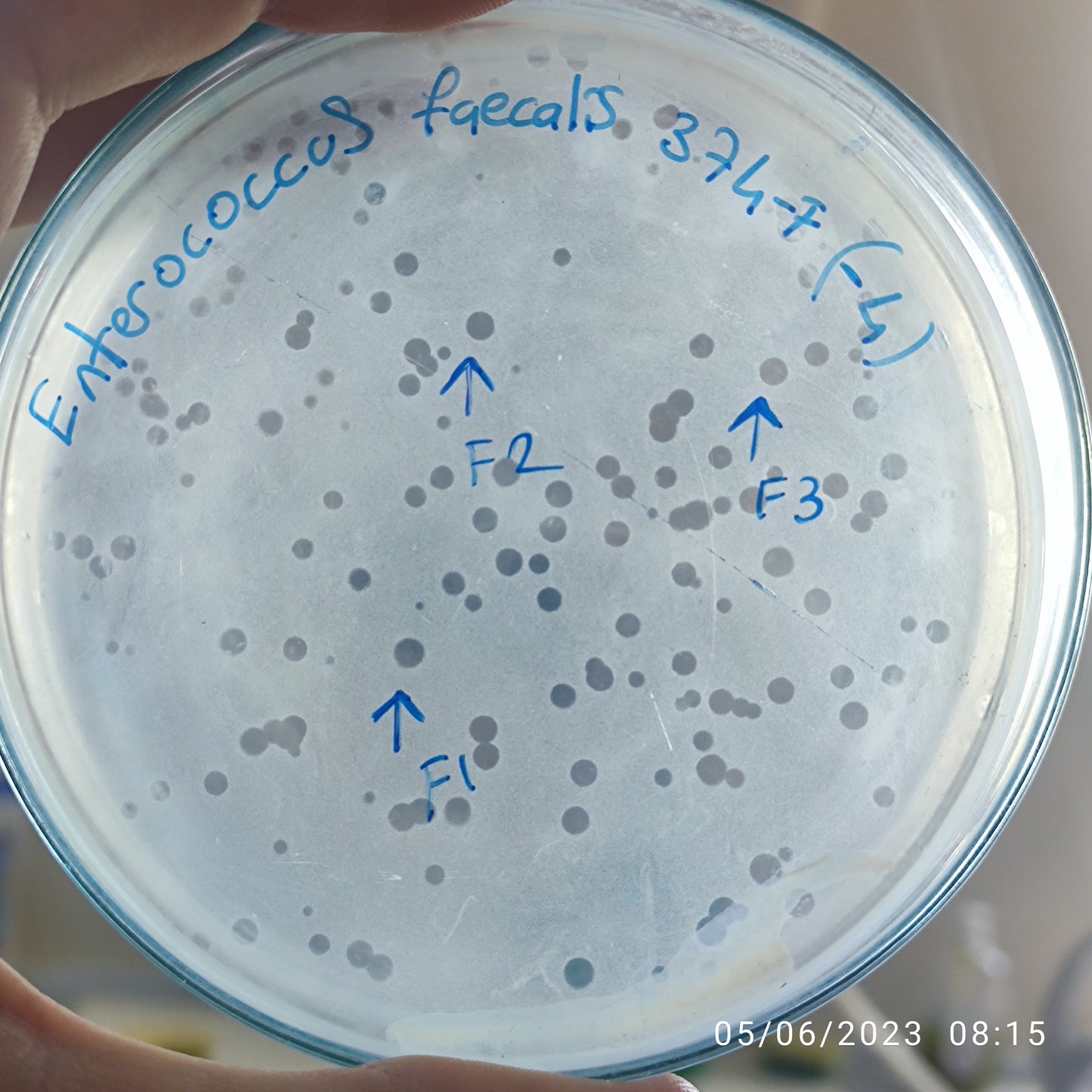 Enterococcus faecalis bacteriophage 110374F