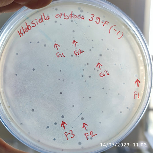 Klebsiella oxytoca bacteriophage 188039G