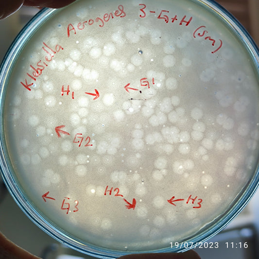 Klebsiella aerogenes bacteriophage 188003G
