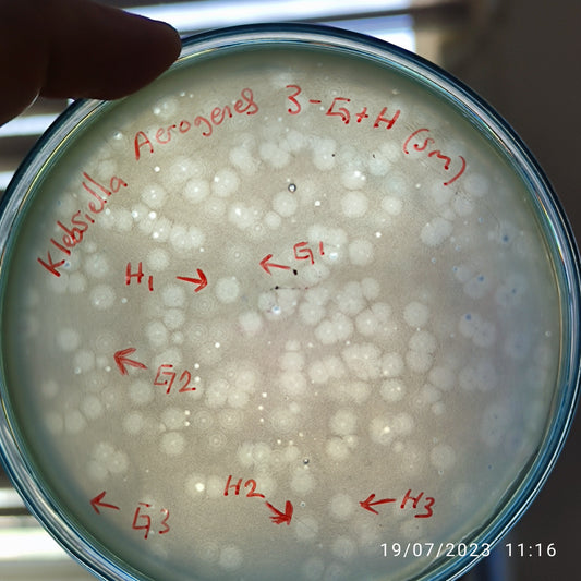 Klebsiella aerogenes bacteriophage 188003H