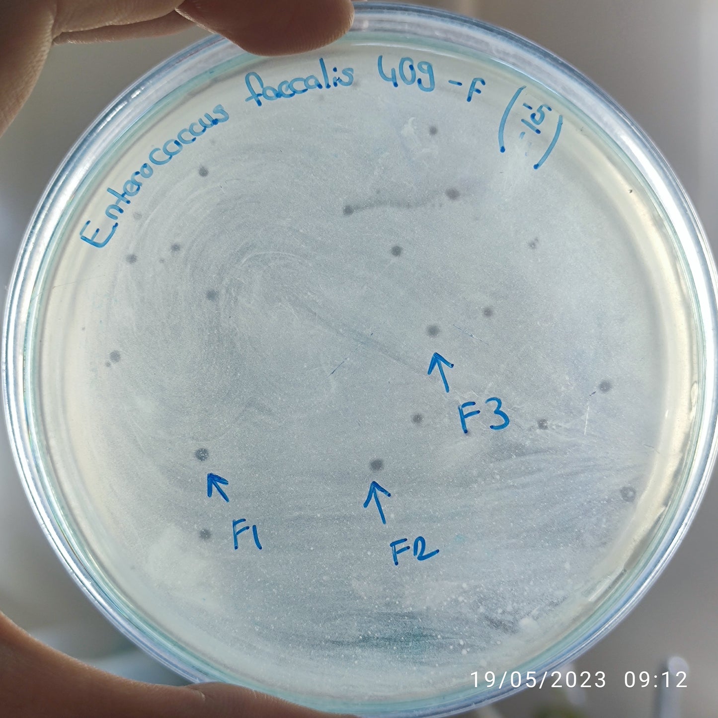 Enterococcus faecalis bacteriophage 110409F
