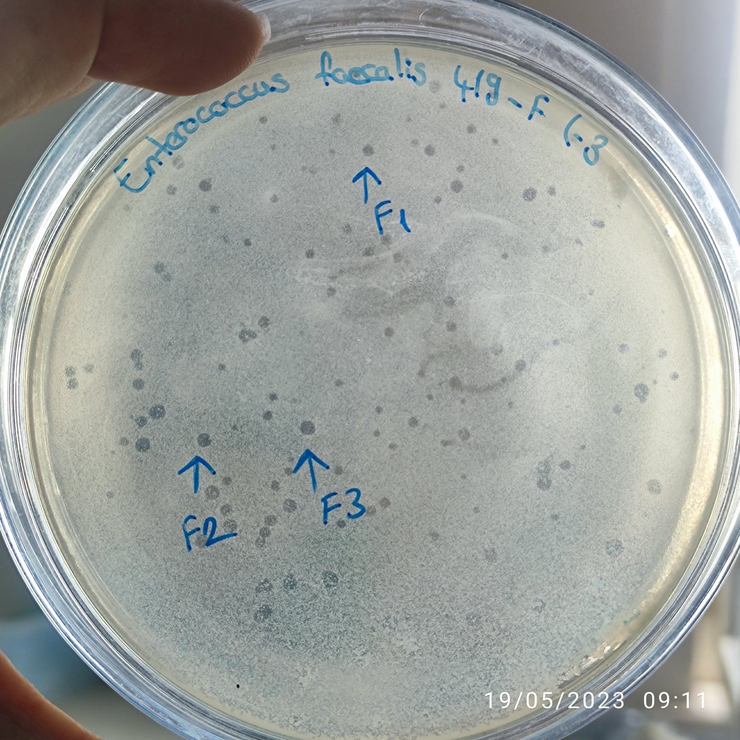 Enterococcus faecalis bacteriophage 110419F