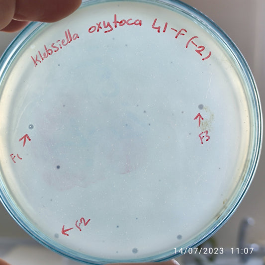 Klebsiella oxytoca bacteriophage 188041F