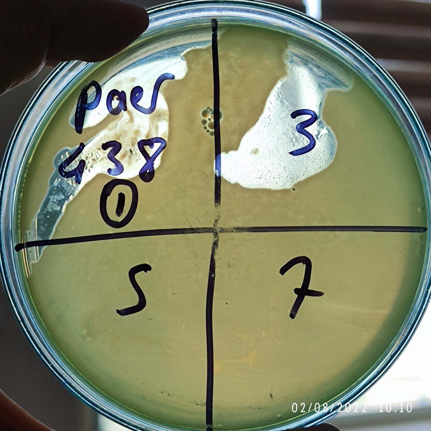 Pseudomonas aeruginosa bacteriophage 130438F