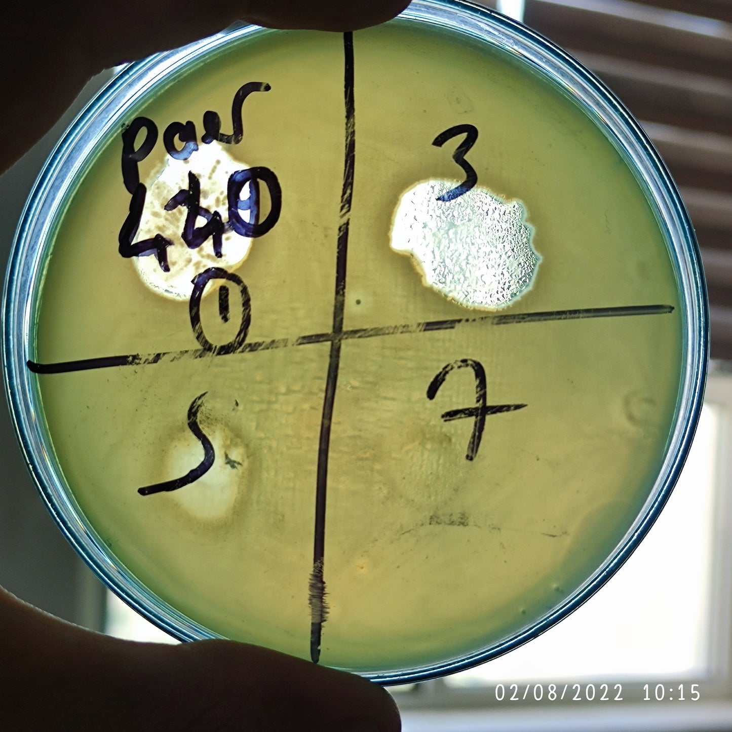Pseudomonas aeruginosa bacteriophage 130440F