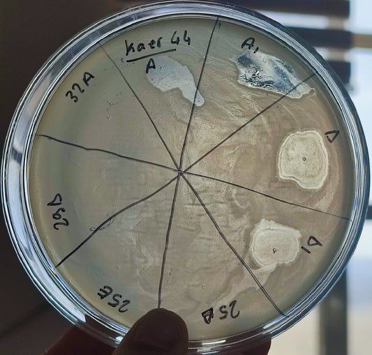 Klebsiella aerogenes bacteriophage 188044A