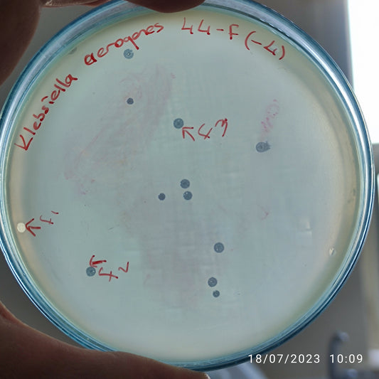 Klebsiella aerogenes bacteriophage 188044F
