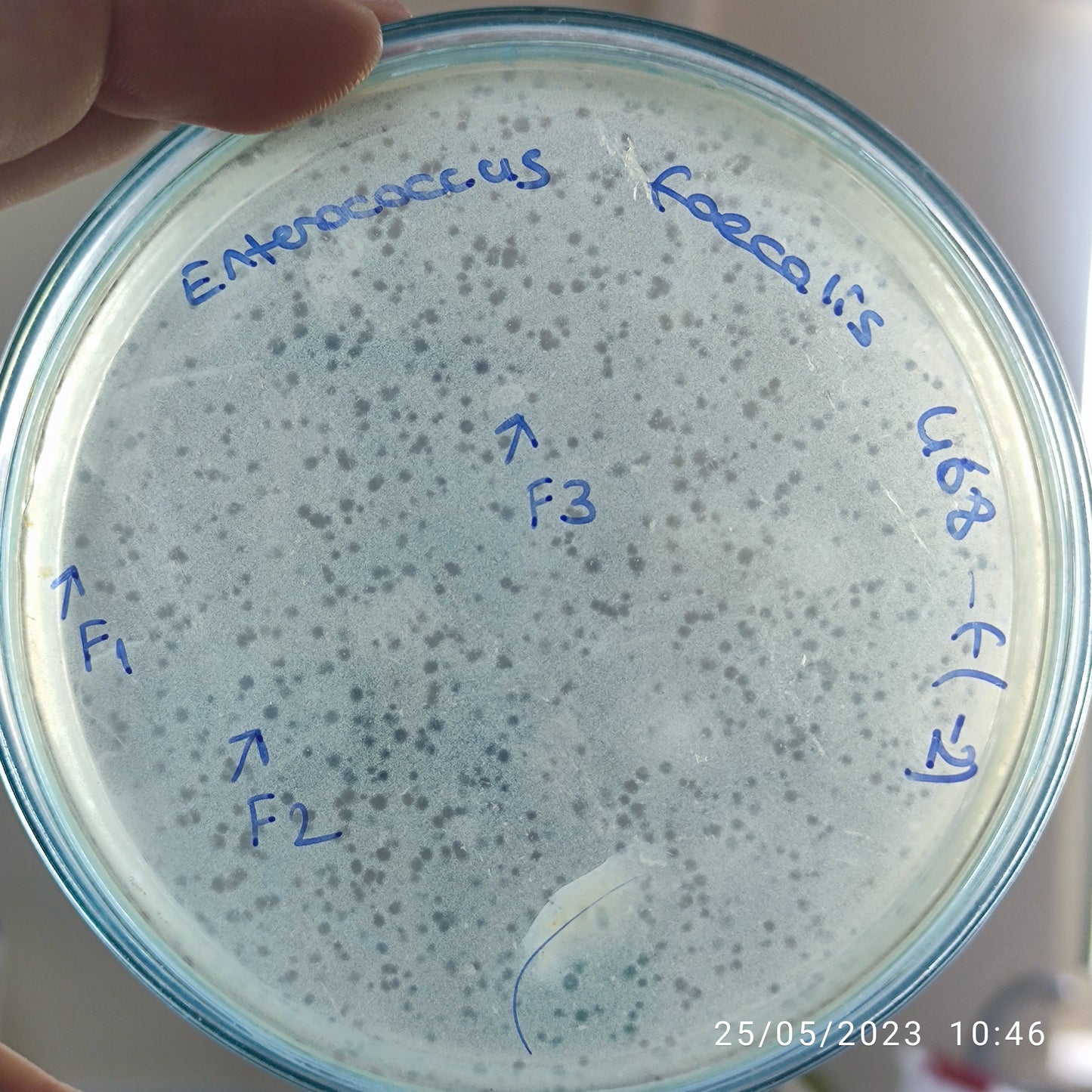 Enterococcus faecalis bacteriophage 110468F