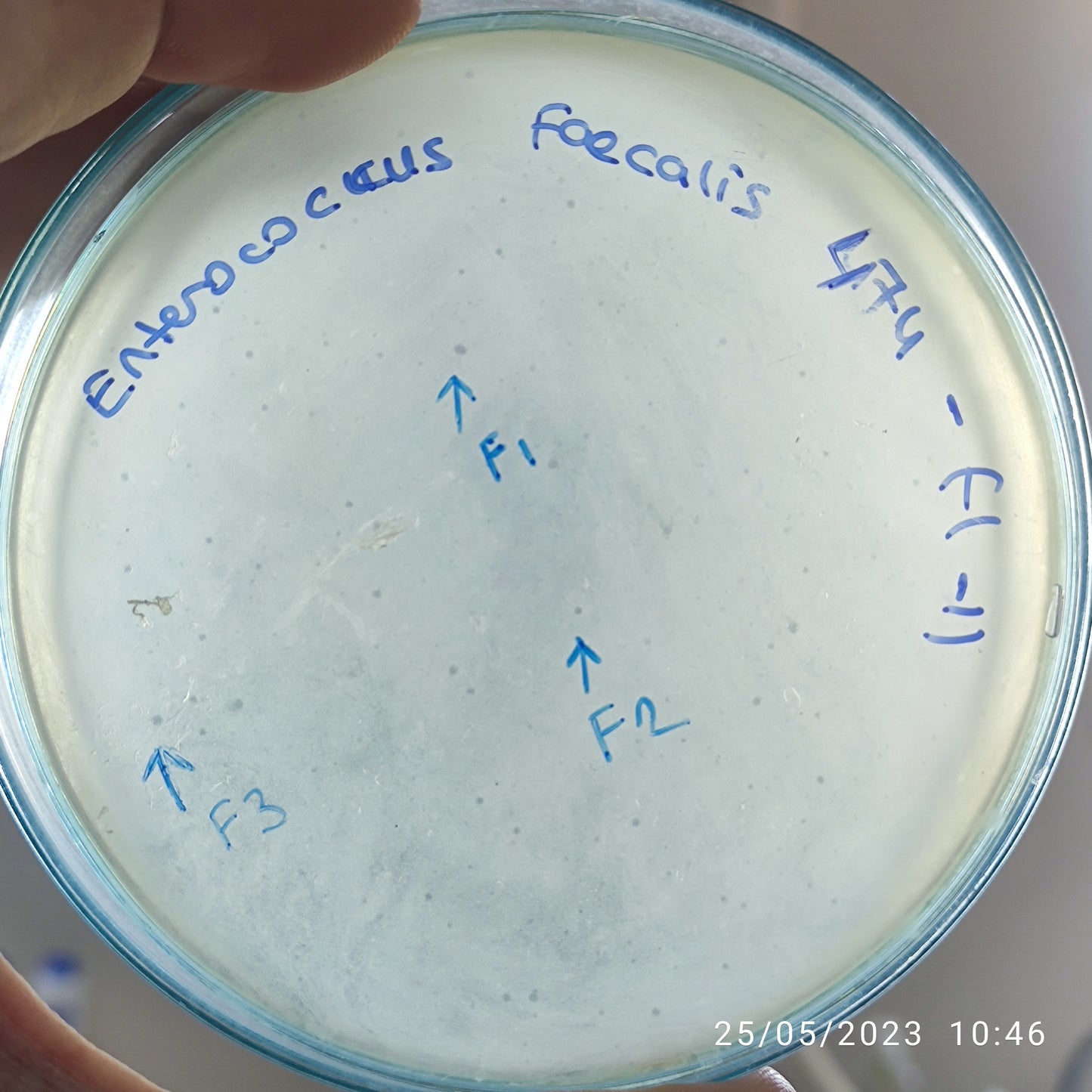Enterococcus faecalis bacteriophage 110474F