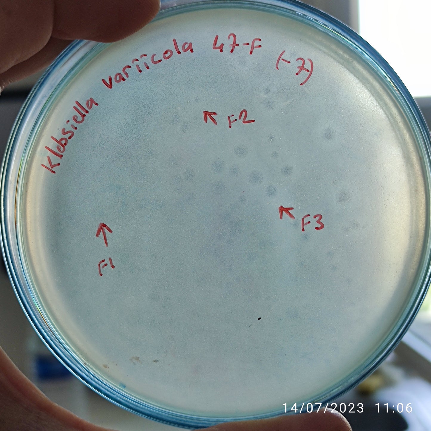 Klebsiella variicola bacteriophage 188047F