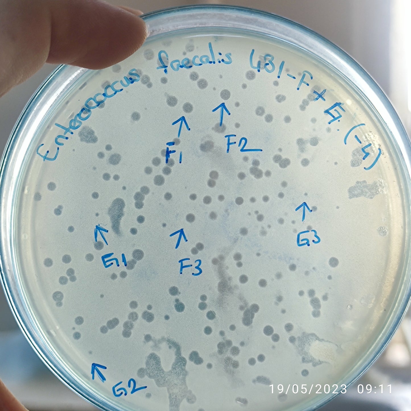 Enterococcus faecalis bacteriophage 110431F