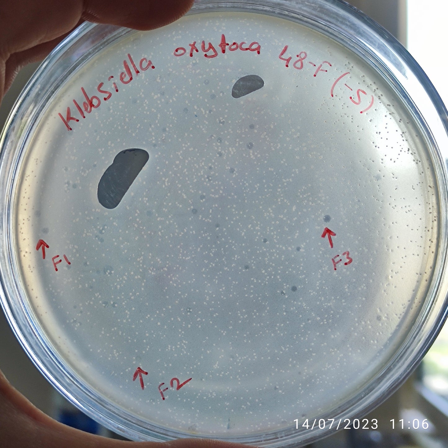 Klebsiella oxytoca bacteriophage 188048F