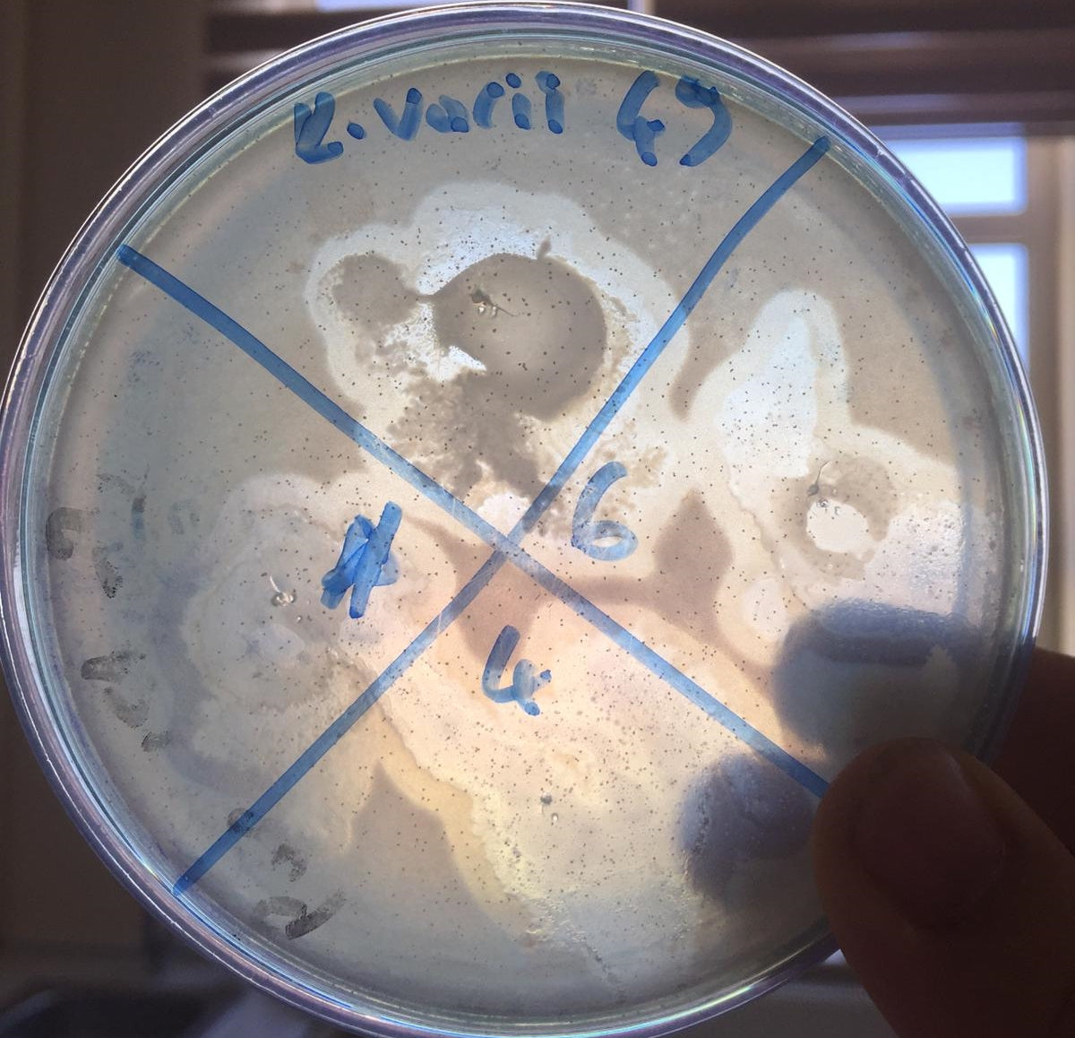 Klebsiella variicola bacteriophage 188049A