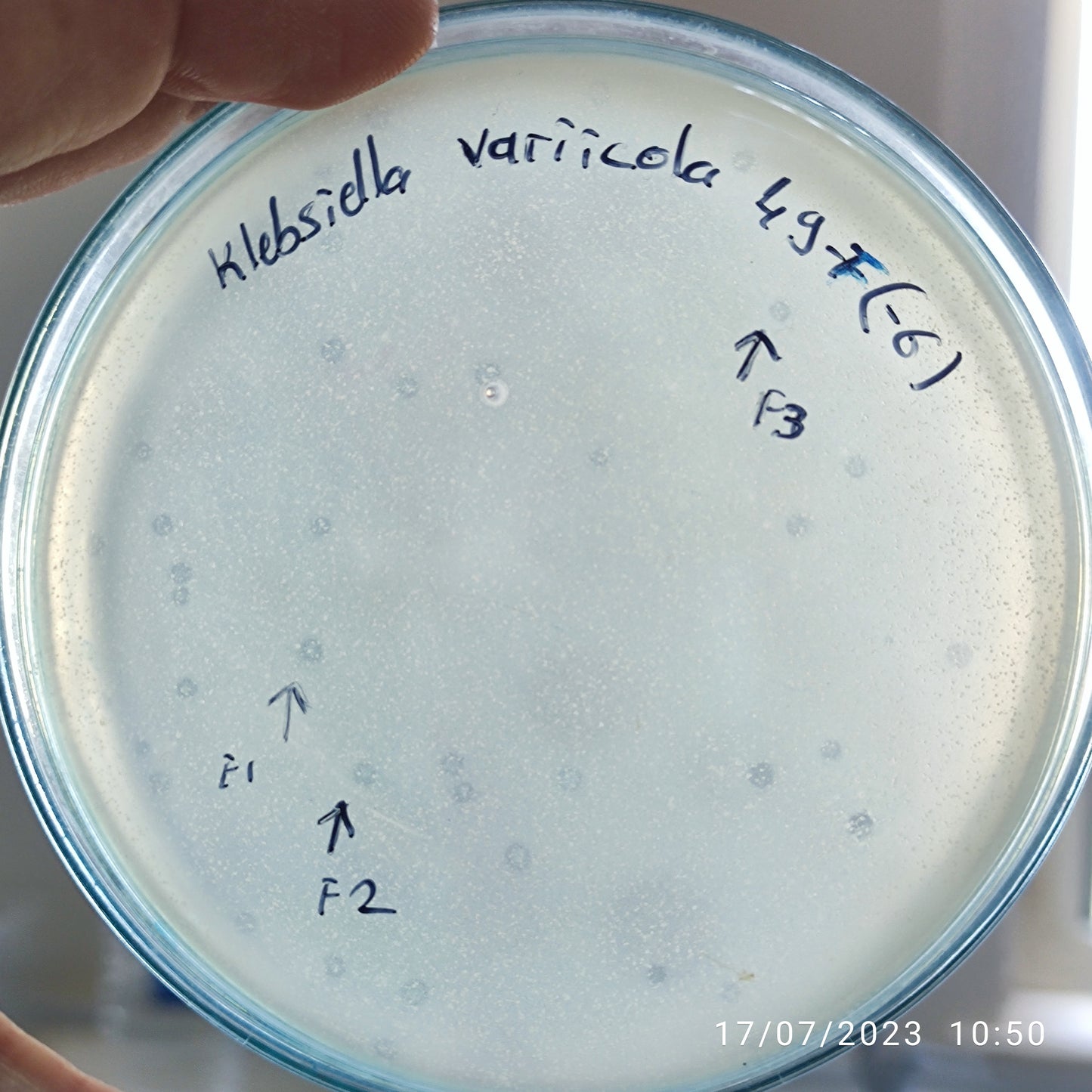 Klebsiella variicola bacteriophage 188049F