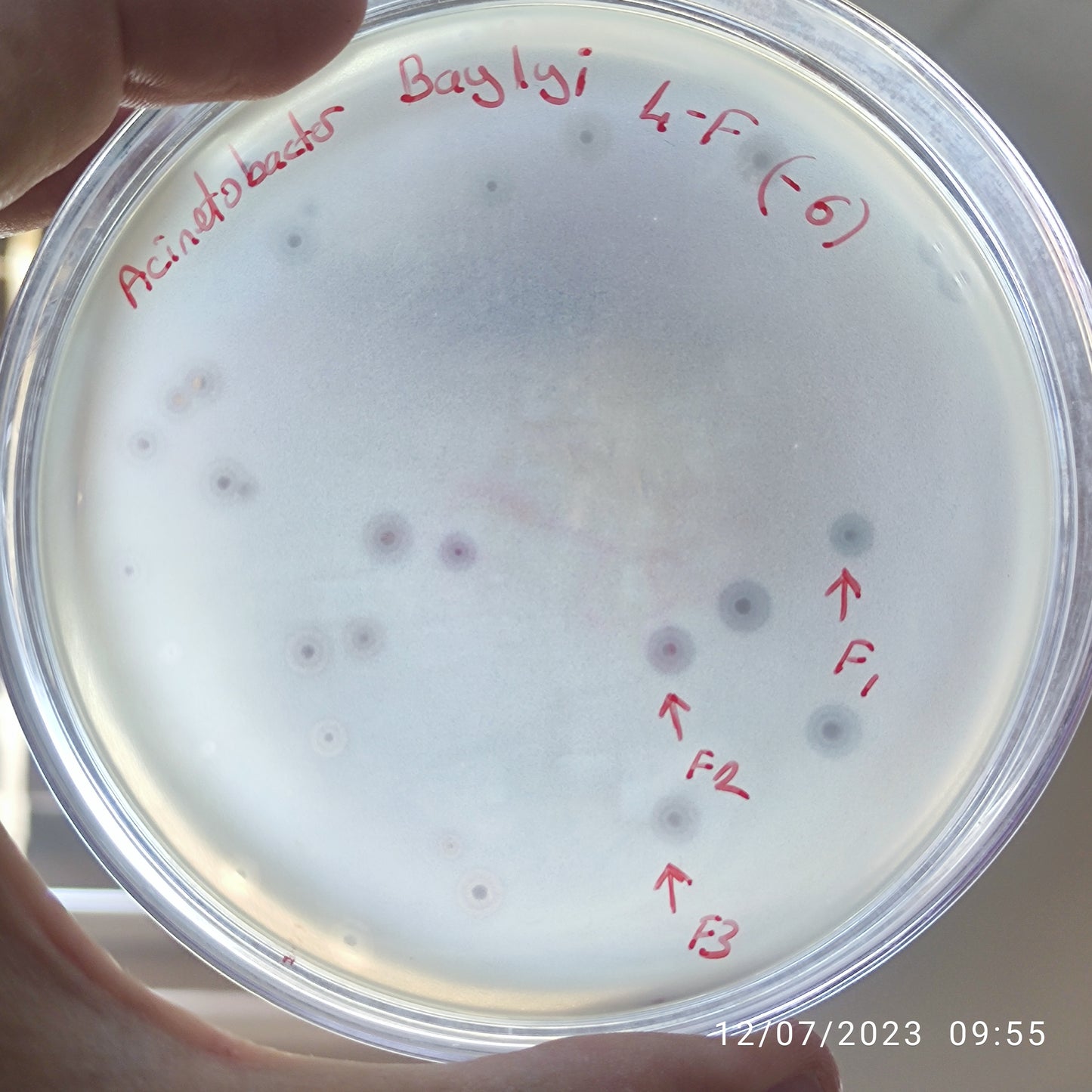Acinetobacter baylyi bacteriophage 128004F