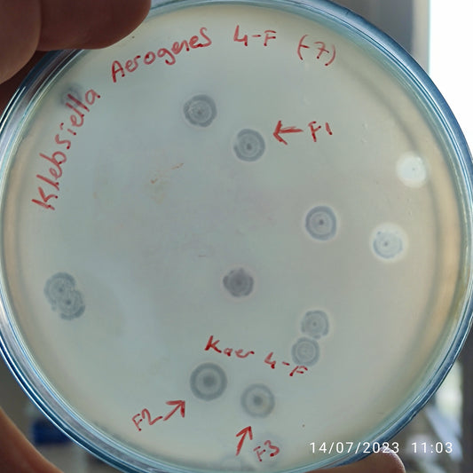 Klebsiella aerogenes bacteriophage 188004F
