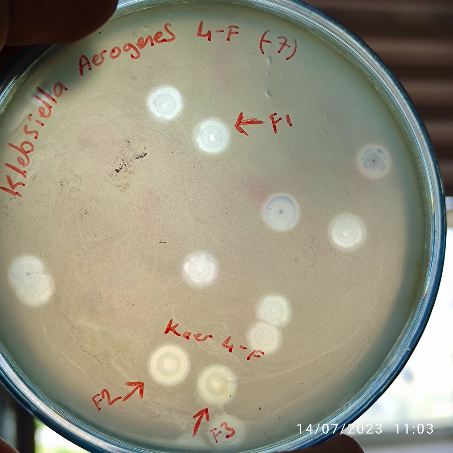 Klebsiella aerogenes bacteriophage 188004F