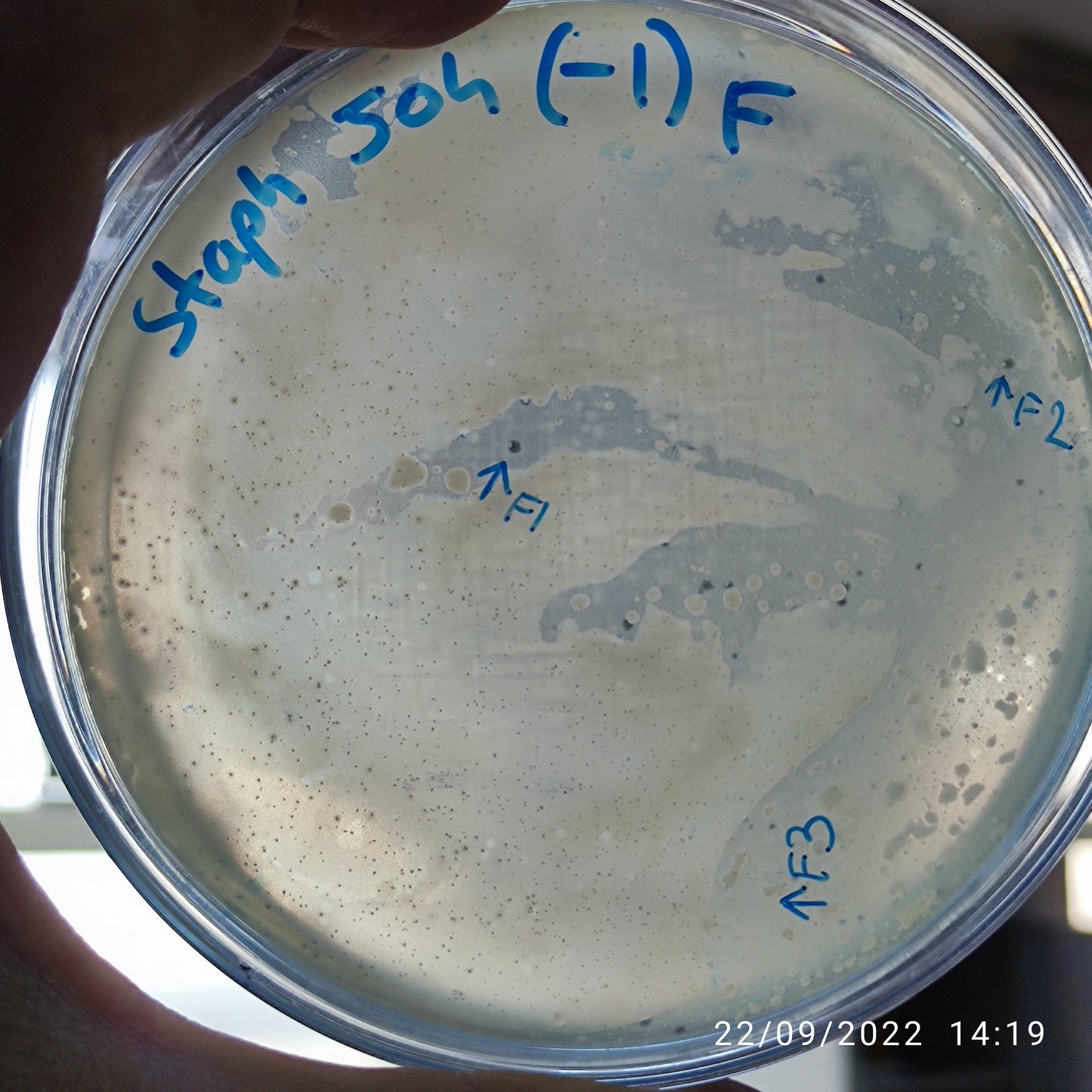 Staphylococcus aureus bacteriophage 152504F