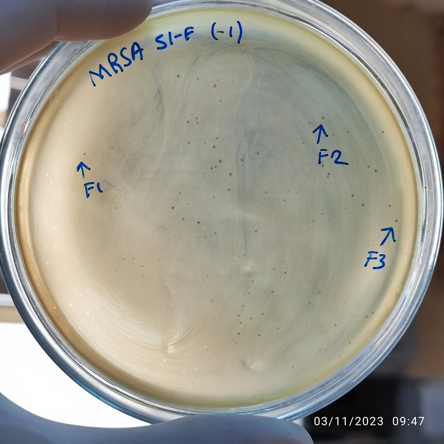 Staphylococcus aureus bacteriophage 150051F