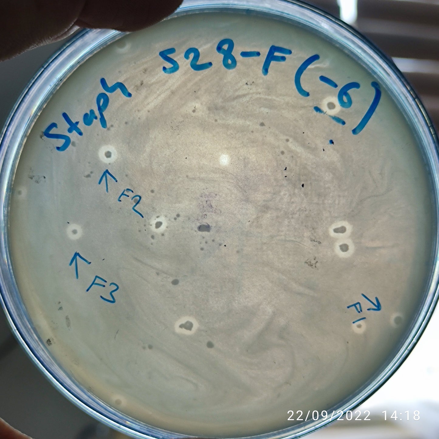 Staphylococcus aureus bacteriophage 152528F