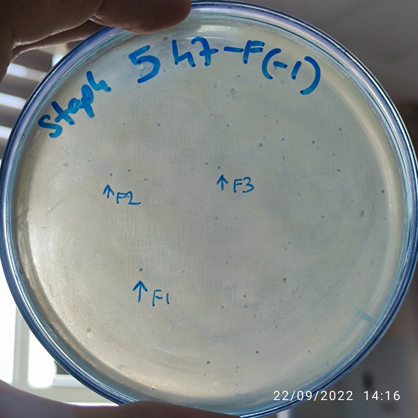 Staphylococcus aureus bacteriophage 152547F