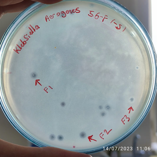 Klebsiella aerogenes bacteriophage 188056F